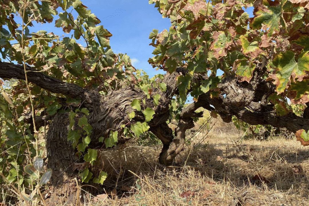 Captura de pantalla 2025-09-16 183629
