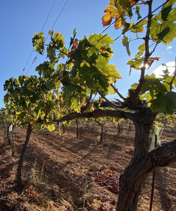 Captura de pantalla 2025-09-16 184057 - copia